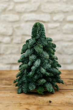 Sapin naturel