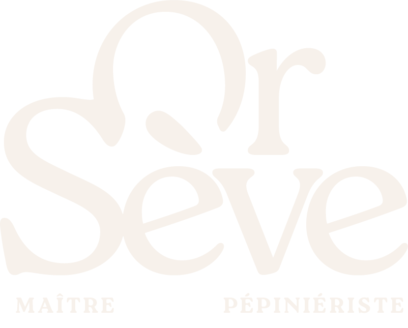 Orsève